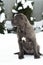 Sitting cane corso portrait dog puppy gray