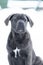 Sitting cane corso portrait dog puppy gray