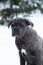 Sitting cane corso portrait dog puppy gray