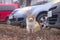 Sitting cat in the yard near cars