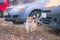 sitting cat in the yard near cars