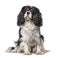 Sitting Cavalier King Charles, isolated