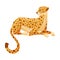 Sitting Cheetah as African Large Cat with Long Tail and Black Spots on Coat Vector Illustration
