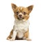 Sitting Chihuahua, 2 years old, isolated