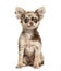 Sitting Chihuahua, isolated