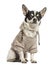 Sitting Chihuahua wearing a sweater, 18 months old