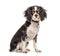 Sitting cute Cavalier King Charles Spaniel, isolated