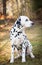 Sitting Dalmatian