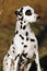 Sitting dalmatian dog