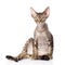 Sitting devon rex cat. looking at camera.