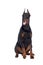 Sitting doberman dog isolated