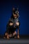 Sitting doberman dog posing at photo shoot with funny face