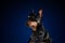 Sitting doberman dog posing at photo shoot with funny face