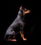 Sitting Doberman Pinscher