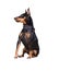 Sitting doberman pinscher dog on leash