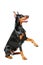 Sitting doberman pinscher giving his paw