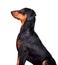 Sitting Doberman Pinscher puppy