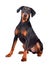 Sitting Doberman Pinscher puppy