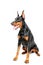 Sitting dobermann pinscher on white isolated