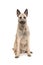 Sitting Dutch wire-haired shepherd facing the camera isolated on