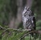 Sitting Eastern Screech Owl