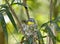 Sitting Eastern yellow robin incubates eggs