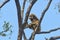 Sitting and eating, White-handed Gibbon, Hylobates lar 004