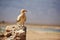 Sitting Egyptian Vulture (Neophron percnopterus) in Socotra island, Yemen