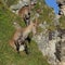 Sitting female alpine ibex
