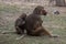 Sitting female baboon with cub hamadryad