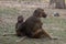 Sitting female baboon with cub hamadryad