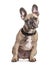 Sitting French bulldog with collar, isolated