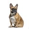 Sitting French bulldog looking away, isolated