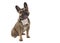 Sitting french bulldog looking at camera on a white background with space for copy