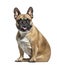 Sitting French bulldog panting, isolated