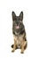 Sitting german shepherd dog with mouth open on a white background