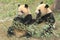 Sitting giant pandas