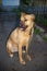 Sitting ginger dog on background of fence on street