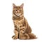 Sitting Ginger Main coon, isolated