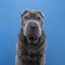 Sitting grey Sharpei dog looking at the camera isolated on a blue background