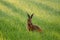 Sitting Hare ( Lepus europaeus )