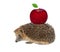 Sitting hedgehog with apple