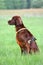 Sitting Irish setter