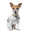 Sitting Jack Russel Terrier wearing a collar