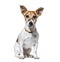 Sitting Jack Russel Terrier wearing a collar