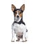 Sitting Jack Russell Terrier dog wearing a collar, isolated