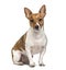 Sitting Jack Russell terrier, isolated