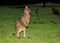 Sitting Kangaroo In The Meadow At Grampians National Park Victoria Australia