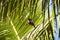 Sitting kingfisher and green big palm leaf detail photo