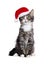 Sitting kitten wearing santa hat